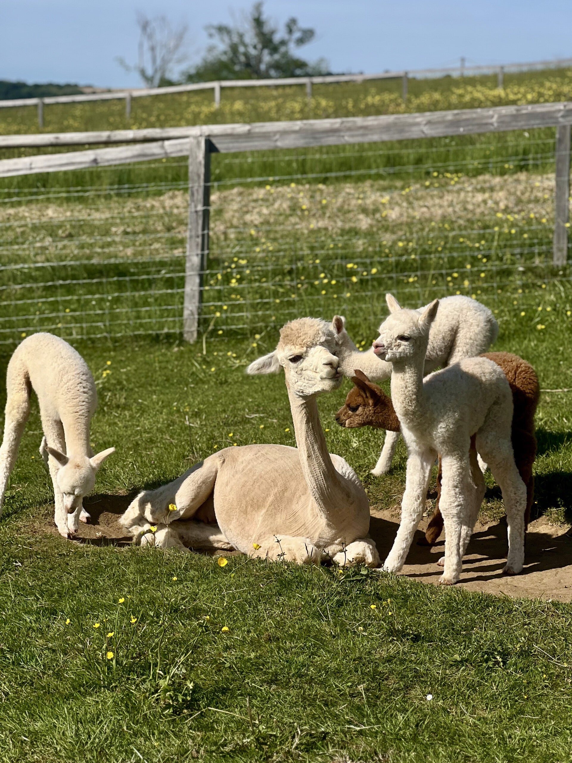 Alpagas et crias au pré